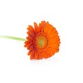Orange Herbera Royalty Free Stock Photo
