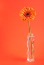 Orange herbera in vase Royalty Free Stock Photo