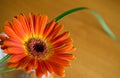 Orange herbera in a vase Royalty Free Stock Photo