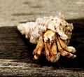 Orange Hermit Crab Royalty Free Stock Photo