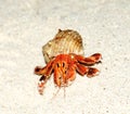 Orange Hermit Crab Royalty Free Stock Photo