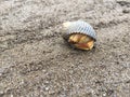 A orange hermit crab in a black shell curled up for protection on a sandy beach Royalty Free Stock Photo