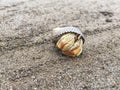 A orange hermit crab in a black shell looking curious outside the shell on a sandy beach Royalty Free Stock Photo