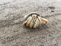 A orange hermit crab in a black shell walking along a sandy beach Royalty Free Stock Photo