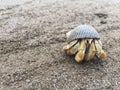 A orange hermit crab in a black shell walking along a sandy beach Royalty Free Stock Photo