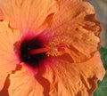 Orange Hibiscus