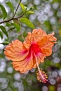 Orange Hibiscus