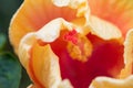 Orange hibiscus with close petal