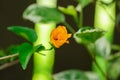 Orange hibiscus with close petal. Hibiscus is characterized with a five petal with long pollen tube