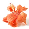 Orange Hibiscus Flower