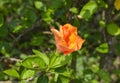 orange hibiscus flower with beautiful petals and pollen blooming in the garden of Bangkok, Thailand Royalty Free Stock Photo