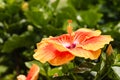Orange hibiscus flower in bloom