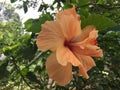 Orange hibiscus flower is blooming on bush in the garden. Royalty Free Stock Photo