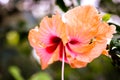 orange hibiscus flower blossom closeup shot
