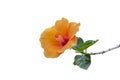 Orange hibiscus flower, chinese rose or chaba flower isolated on white background.