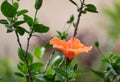 Orange Hibiscus Flower closeup lat.- Hibiscus Royalty Free Stock Photo