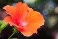 Orange hibiscus flower