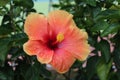 Orange hibiscus or hibiscus flower, green leaves, in the garden, in the morning. Royalty Free Stock Photo