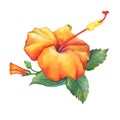 Orange Hibiscus flower. Royalty Free Stock Photo