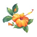 Orange Hibiscus flower. Royalty Free Stock Photo