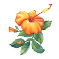 Orange Hibiscus flower.