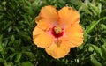 Orange Hibiscus flower Royalty Free Stock Photo