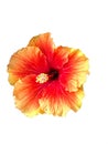 Orange hibiscus flower isolated on the white background Royalty Free Stock Photo