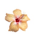 Orange hibiscus flower Royalty Free Stock Photo