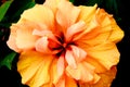 Orange hibiscus flower Royalty Free Stock Photo