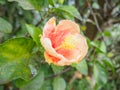 Orange hibiscus Royalty Free Stock Photo