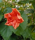 Orange hibiscus flower, red hibiscus flower, pink hibiscus flower Royalty Free Stock Photo