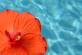 Orange hibiscus flower tropical background Royalty Free Stock Photo