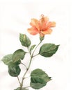 Orange hibiscus flower watercolor painting Royalty Free Stock Photo