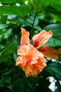 Orange hibiscus flowers blooming in the Thai garden Royalty Free Stock Photo
