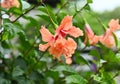 Orange hibiscus flowers on green background in tropical garden Royalty Free Stock Photo