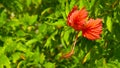 Orange red hibiscus flower in bloom