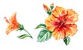 Orange hibiscus flowers, set, watercolor Royalty Free Stock Photo