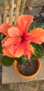Orange hibiscus fom s