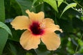 Orange hibiscus in full bloom Royalty Free Stock Photo