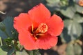 Orange hibiscus