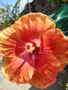 Orange hibiscus from india garden Royalty Free Stock Photo