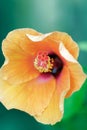 Orange hibiscus