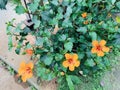 Orange Hibiscus rosa-sinensis in bloom Royalty Free Stock Photo