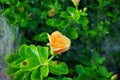 Orange Hibiscus rosa-sinensis flower Royalty Free Stock Photo