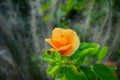 Orange Hibiscus rosa-sinensis flower Royalty Free Stock Photo