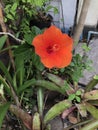 Orange Hibiscus or Rose mallow flower. Royalty Free Stock Photo