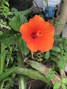 Orange Hibiscus or Rose mallow flower. Royalty Free Stock Photo