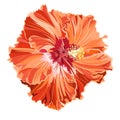 Orange hibiscus simple corrugated