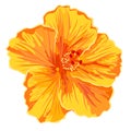 Orange hibiscus simple