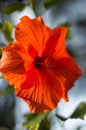 Orange hibiscus